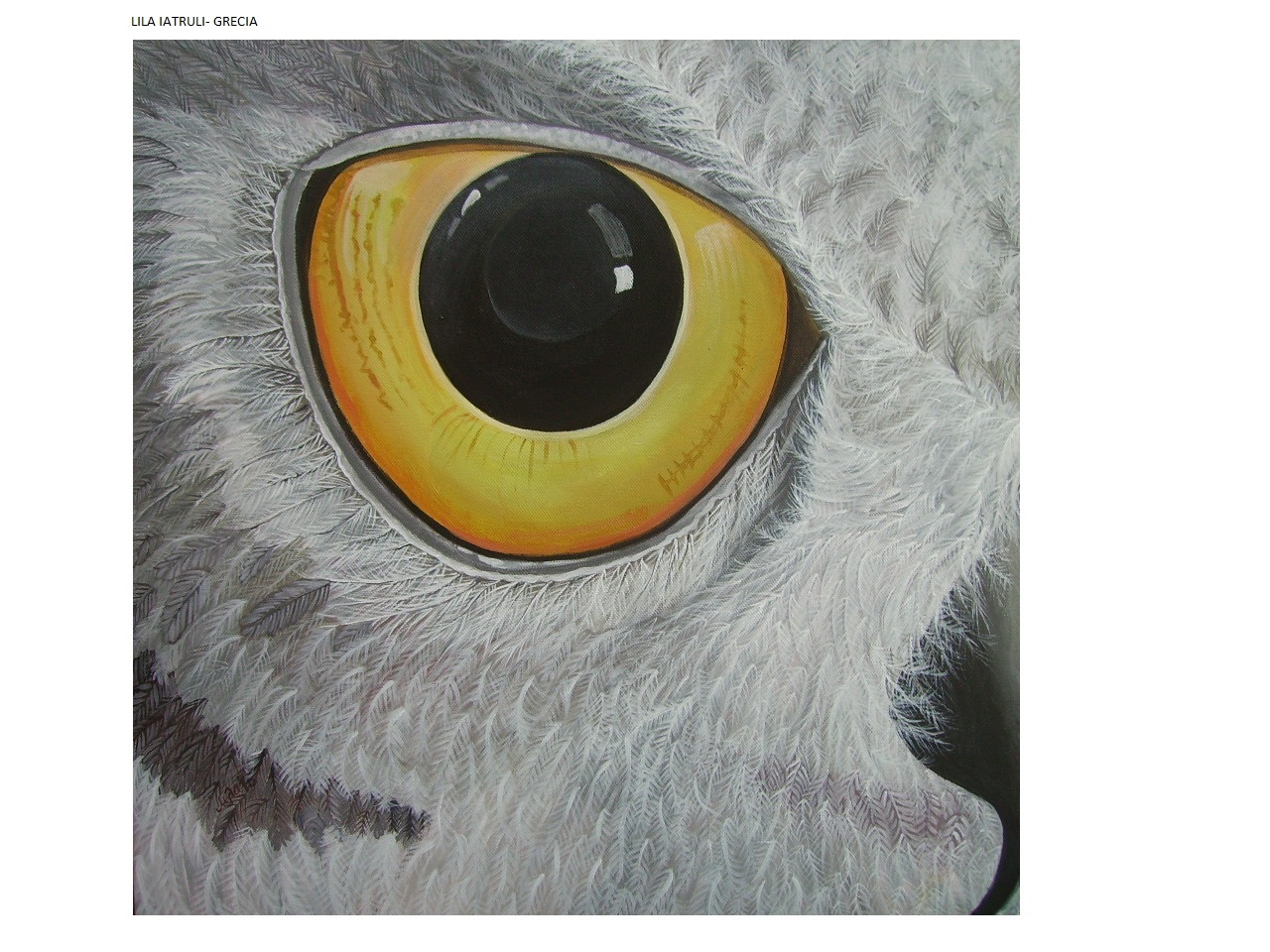 Occhio Civetta Lila iatruli