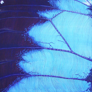 particolare-di-ali-di-farfalla-b