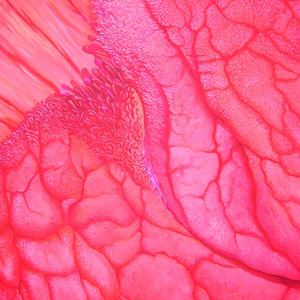 bignonia-particolare