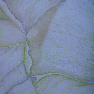 petali-di-rosa-bianca