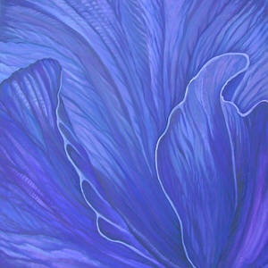 viola-del-pensiero-nera